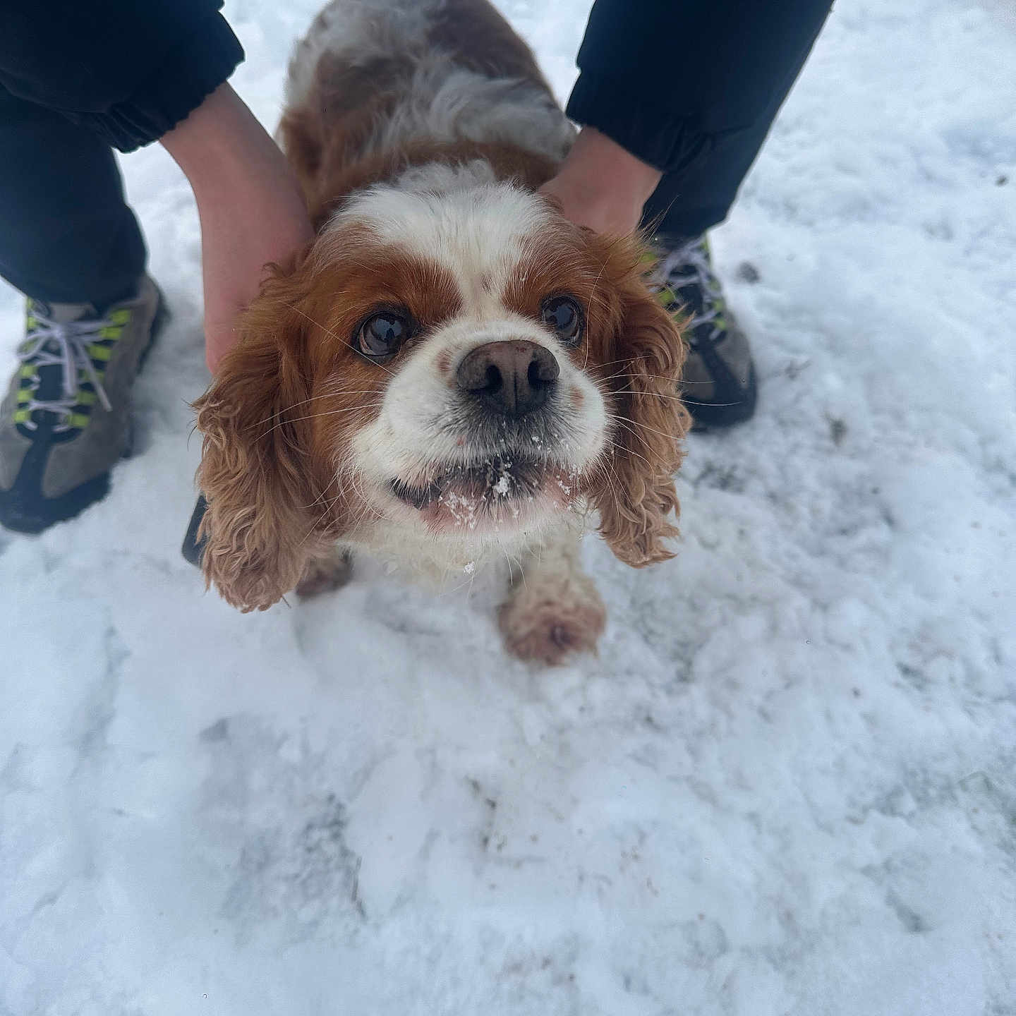 Luna joined the competition — help win amazing prizes! animal, boots, canine, clothing, cold, dog, ears, eyes, face, fur, hands, nature, outdoor, person, pet, playful, snout, snow, walking, winter