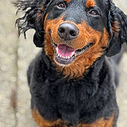 Pamū is registered to the contest to win money with this photo: dog, rottweiler, smiling, happy, outdoor, pet, animal, fur, ears, nose, tongue, teeth, closeup, portrait, canine, friendly, brown, black, cute, expression