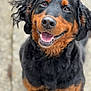 animal, black, brown, canine, closeup, cute, dog, ears, expression, friendly, fur, happy, nose, outdoor, pet, portrait, rottweiler, smiling, teeth, tongue