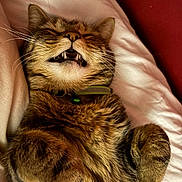 Shivani joined the competition — help win amazing prizes! animal, bed, blanket, cat, closeup, collar, cozy, cute, domestic, feline, fur, indoor, mammal, paws, pet, relaxed, resting, sleeping, tabby, whiskers