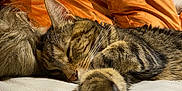 Shivani is registered to the contest to win money with this photo: animal, cat, closeup, couch, cozy, feline, fur, home, indoor, leather, orange_pillow, paw, pet, pillow, red_pillow, relaxation, rest, sleeping, tabby_cat, whiskers