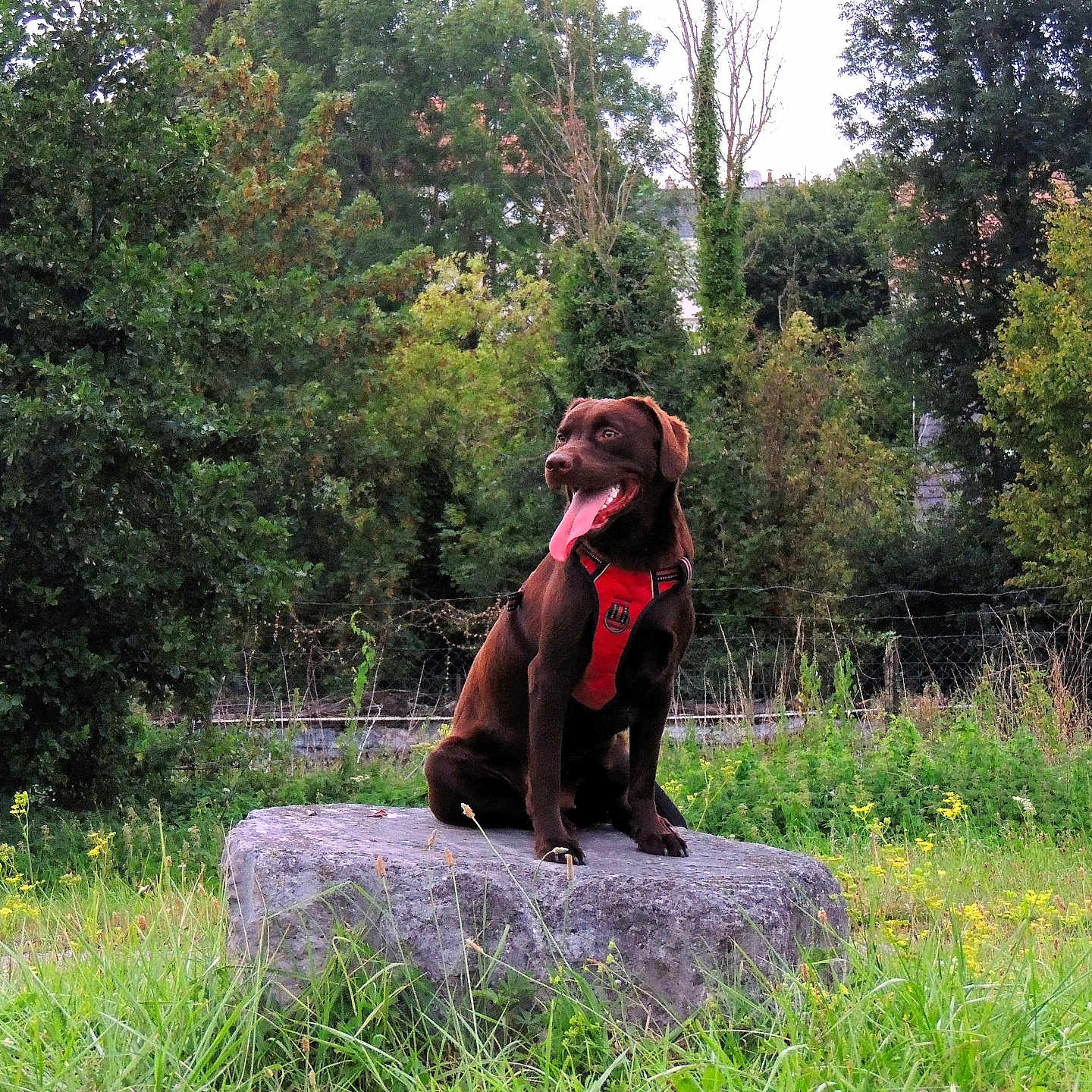 Naya a rejoint le concours — aidez-le/la à gagner de superbes lots ! animal, canine, chocolate, daytime, dog, field, grass, greenery, happy, harness, labrador, leisure, nature, outdoor, pet, playful, rock, sitting, tongue_out, trees