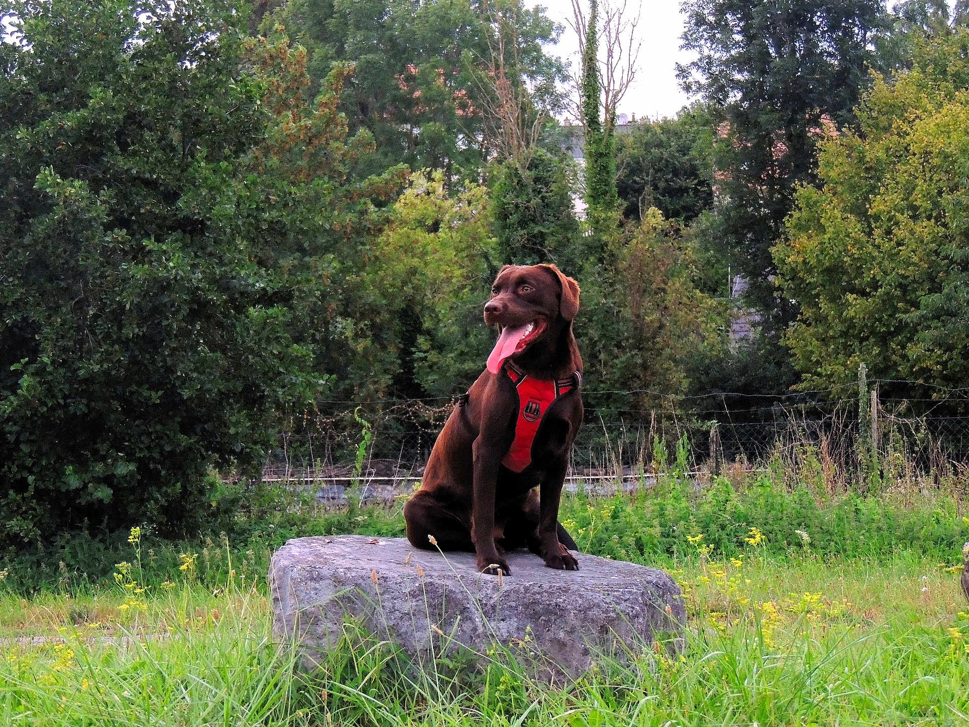 Naya a rejoint le concours — aidez-le/la à gagner de superbes lots ! animal, canine, chocolate, daytime, dog, field, grass, greenery, happy, harness, labrador, leisure, nature, outdoor, pet, playful, rock, sitting, tongue_out, trees