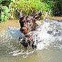 Naya a rejoint le concours — aidez-le/la à gagner de superbes lots ! animal, brown_dog, canine, daytime, dog, ears, energetic, fur, greenery, happy, motion, nature, outdoor, playful, river, running, splash, sunlight, water, wet