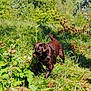 animal, canine, chocolate_labrador, daylight, dog, exploration, forest_edge, grass, greenery, harness, meadow, nature, outdoor, plants, playful, puppy, summer, sunlight, wet_fur, young_dog