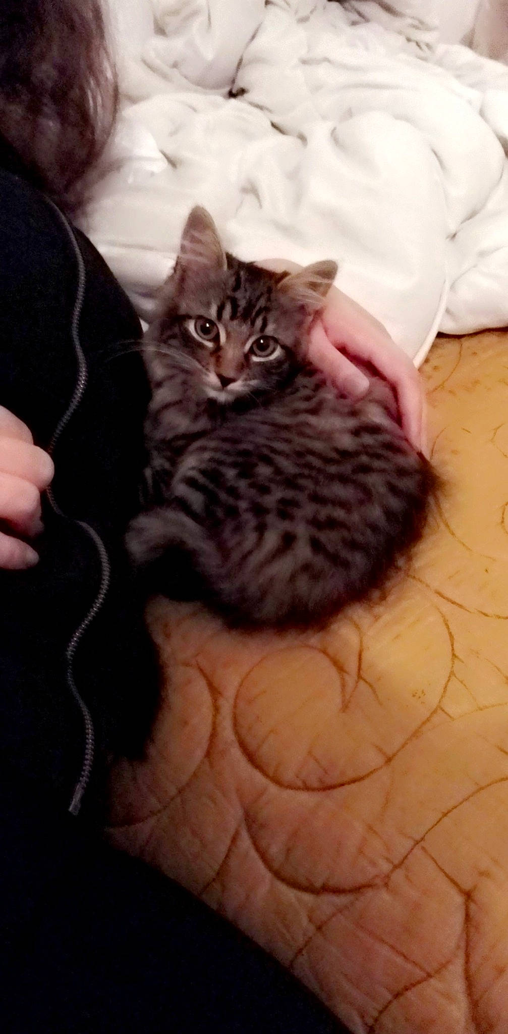 Pika a rejoint le concours — aidez-le/la à gagner de superbes lots ! carnivore, cat, claw, comfort, domestic_short_haired_cat, eye, felidae, flooring, foot, fur, hug, pattern, paw, sitting, small_to_medium_sized_cats, snout, tail, thigh, tree, whiskers