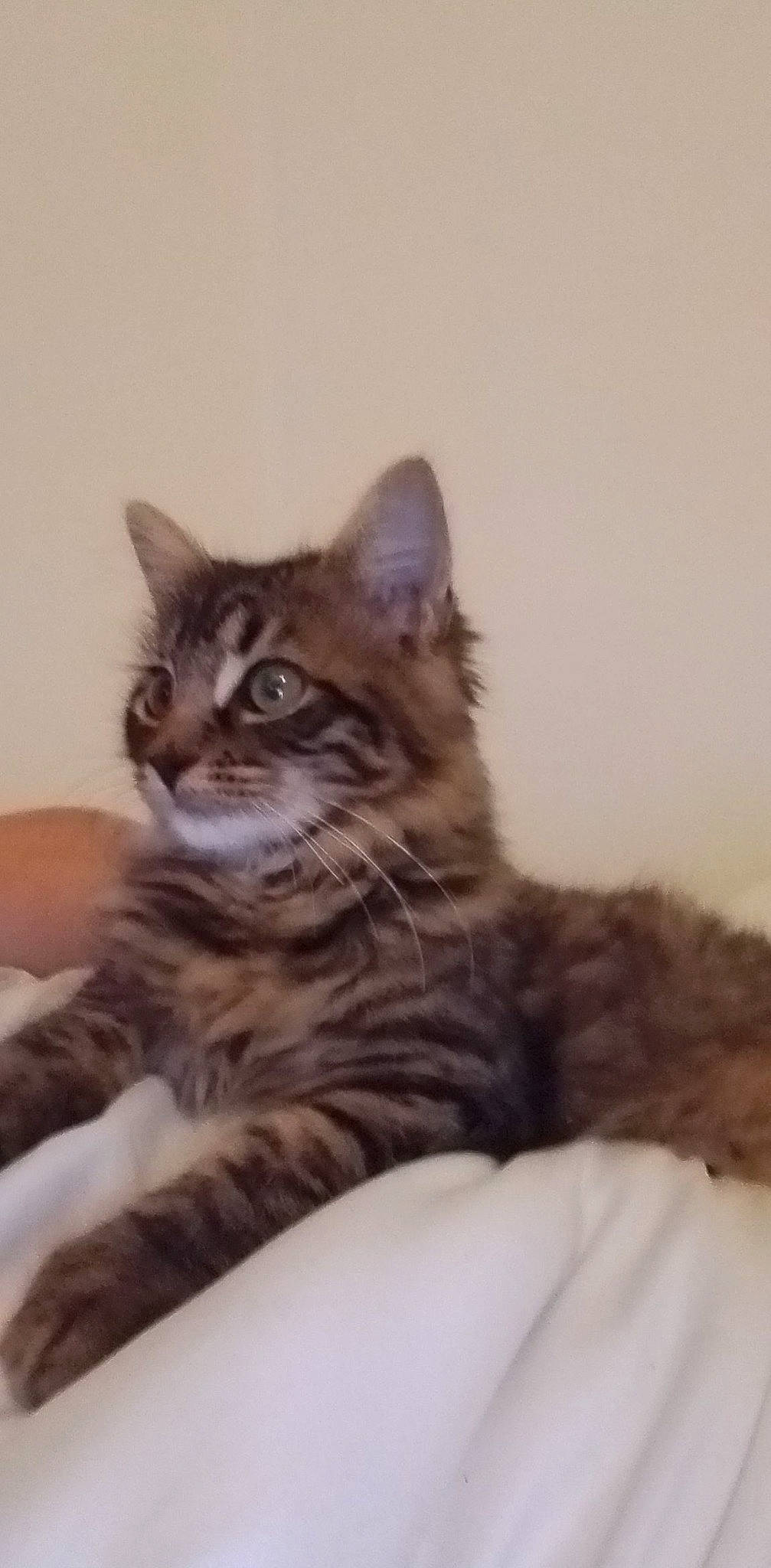 Pika a rejoint le concours — aidez-le/la à gagner de superbes lots ! carnivore, cat, claw, comfort, domestic_short_haired_cat, felidae, fur, paw, siberian, sitting, small_to_medium_sized_cats, snout, terrestrial_animal, whiskers