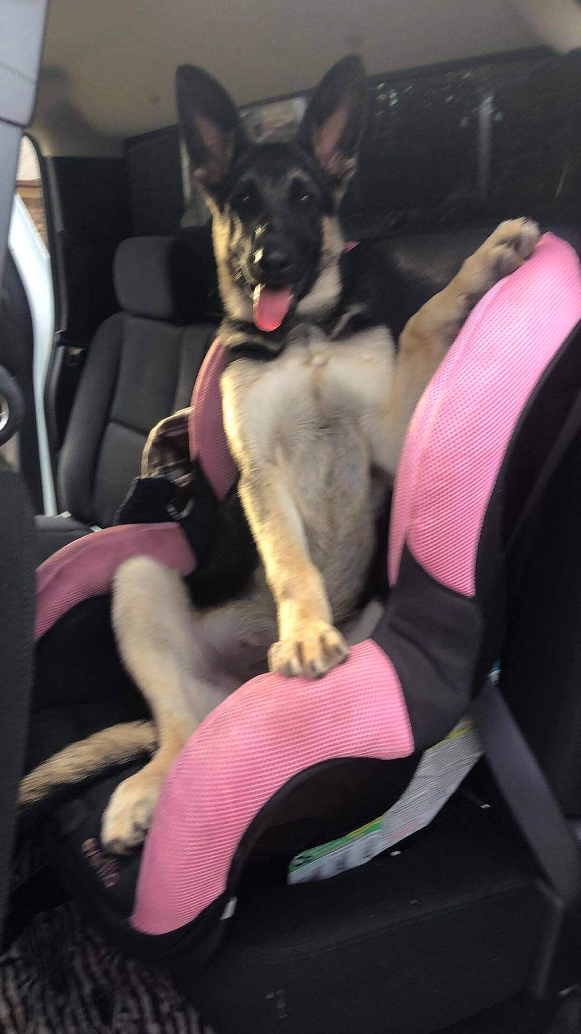 Buzz joined the competition — help win amazing prizes! auto_part, canidae, car_seat, car_seat_cover, carnivore, comfort, companion_dog, dog, dog_breed, family_car, fawn, head_restraint, human_leg, lap, motor_vehicle, sitting, sporting_group, vehicle, vehicle_door, working_animal