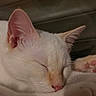 cat, white_cat, sleeping, sleepy, resting, close_up, portrait, whiskers, ears, pink_nose, paws, fur, cozy, couch, indoor, warm_lighting, relaxed, peaceful, pet, nap