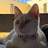 Tsuki participe au concours pour gagner de l'argent avec cette photo : cat, white_cat, pet, bow_tie, collar, sitting, lounging, indoors, couch, portrait, animal, feline, whiskers, ears, eyes, close_up, sunlight, blue_sky, building, outdoor_view
