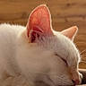 cat, sleeping, white_cat, pet, animal, close_up, pink_ear, whiskers, closed_eyes, relaxed, cozy, couch, indoor, warm_lighting, soft_focus, fur, nose, portrait, nap, home_decor