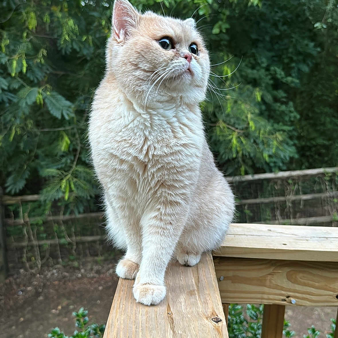 Louie is registered to the contest to win money with this photo: cat, animal, outdoor, wood, railing, feline, pet, fur, nature, greenery, leaves, whiskers, curious, sitting, portrait, closeup, daylight, garden, cute, fluffy