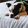 animal, bed, bedroom, black_and_white, canine, cute, dog, ears_up, fur, green_harness, household, indoor, looking_up, paw, pet, relaxed, resting, sleepy, texture, white_bedspread