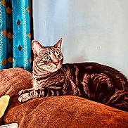 Rio a rejoint le concours — aidez-le/la à gagner de superbes lots ! cat, tabby, indoor, couch, furniture, curtain, brown, blue, striped, pet, relaxed, wide_eyes, cozy, comfort, animal, whiskers, ears, fur, resting, home