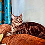 cat, tabby, indoor, couch, furniture, curtain, brown, blue, striped, pet, relaxed, wide_eyes, cozy, comfort, animal, whiskers, ears, fur, resting, home