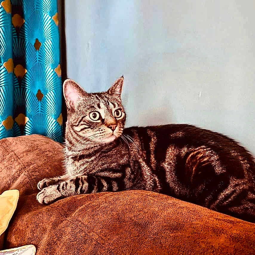 Rio a rejoint le concours — aidez-le/la à gagner de superbes lots ! cat, tabby, indoor, couch, furniture, curtain, brown, blue, striped, pet, relaxed, wide_eyes, cozy, comfort, animal, whiskers, ears, fur, resting, home
