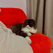 Milo participe au concours pour gagner de l'argent avec cette photo : cat, feline, pet, indoor, orange_chair, corduroy, blanket, white_blanket, fur, black_and_white, folded_ears, relaxed, seated, home_interior, curtains, cozy, furniture, portrait, close_up, resting