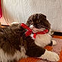 cat, fluffy, black_and_white, red_ribbon, carpet, orange, purple, feline, pet, indoor, whiskers, curious, relaxed, couch, home, domestic_animal, fur, mammal, playful, cute