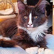 Azur a rejoint le concours — aidez-le/la à gagner de superbes lots ! kitten, cat, pet, indoor, bed, striped_bedspread, furry, whiskers, ears, paws, curious, resting, domestic_animal, close_up, orange_eyes, feline, young_animal, cozy, home, animal_portrait