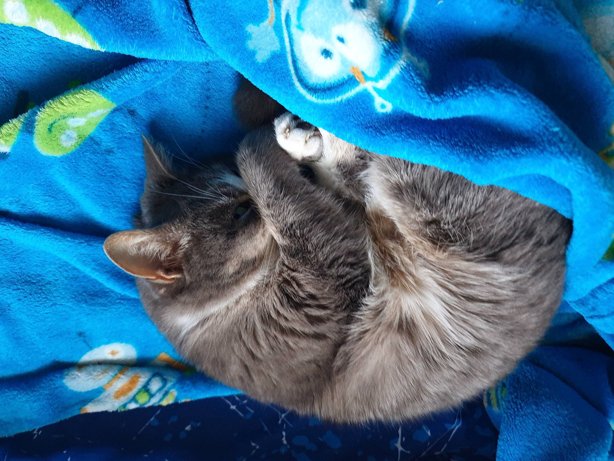 Nola a rejoint le concours — aidez-le/la à gagner de superbes lots ! azure, blue, carnivore, cat, claw, cloud, comfort, domestic_short_haired_cat, electric_blue, felidae, fur, gesture, grey, linens, nap, pattern, small_to_medium_sized_cats, tail, tree, whiskers