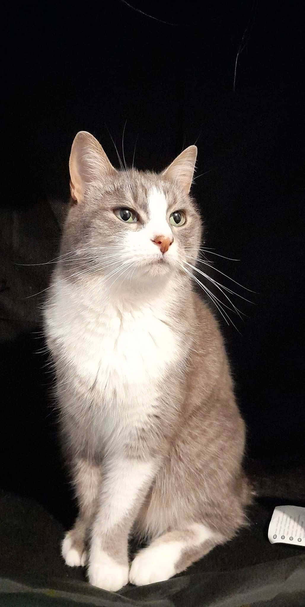 Nola participe au concours pour gagner de l'argent avec cette photo : carnivore, cat, curious, darkness, domestic_short_haired_cat, felidae, fur, paw, small_to_medium_sized_cats, snout, tail, terrestrial_animal, whiskers, window