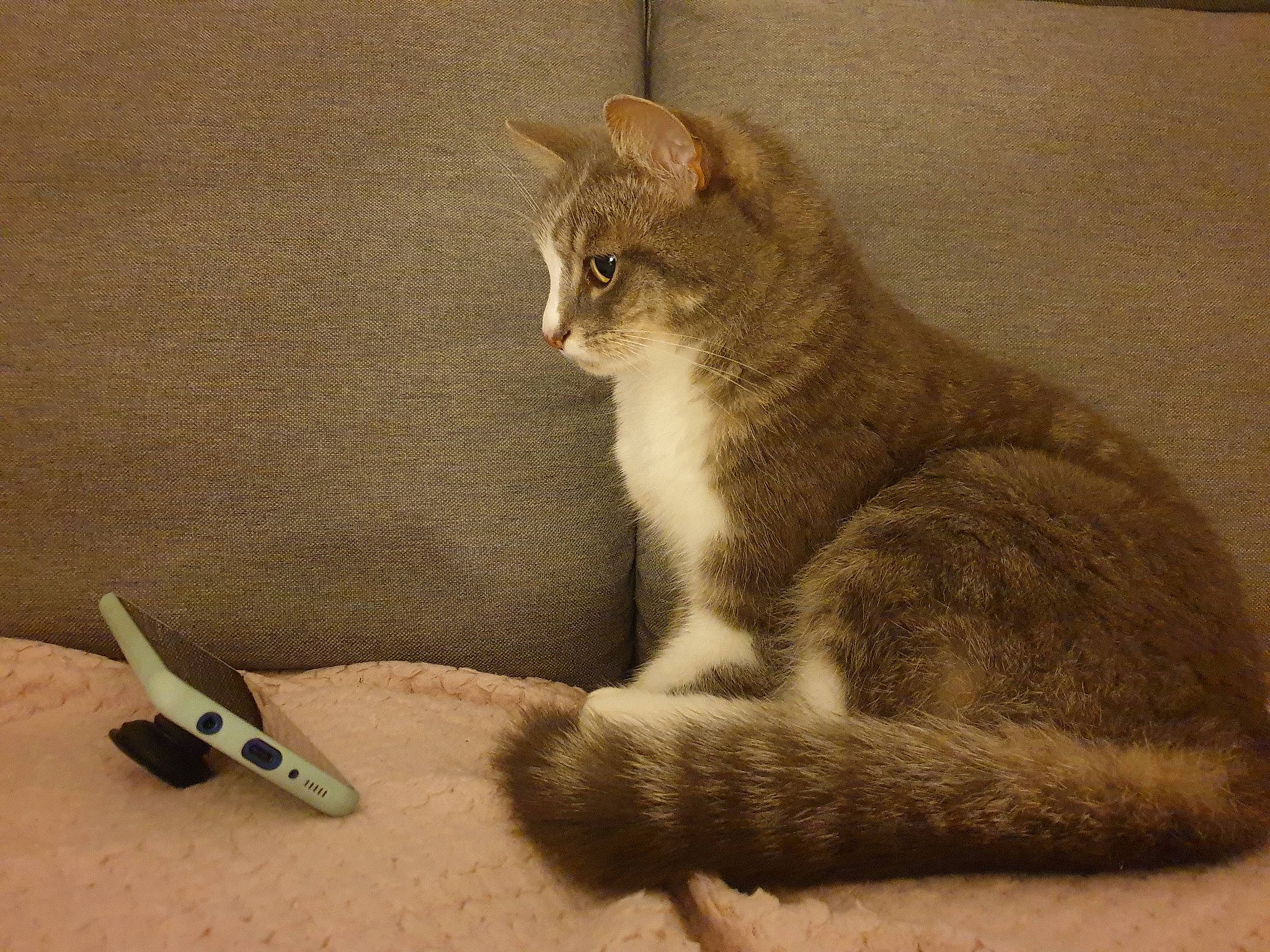 Nola a rejoint le concours — aidez-le/la à gagner de superbes lots ! art, carnivore, cat, domestic_short_haired_cat, drawing, felidae, fur, hand_tool, illustration, paw, photo_caption, sitting, small_to_medium_sized_cats, tail, tool, visual_arts, whiskers, window, wing, wood