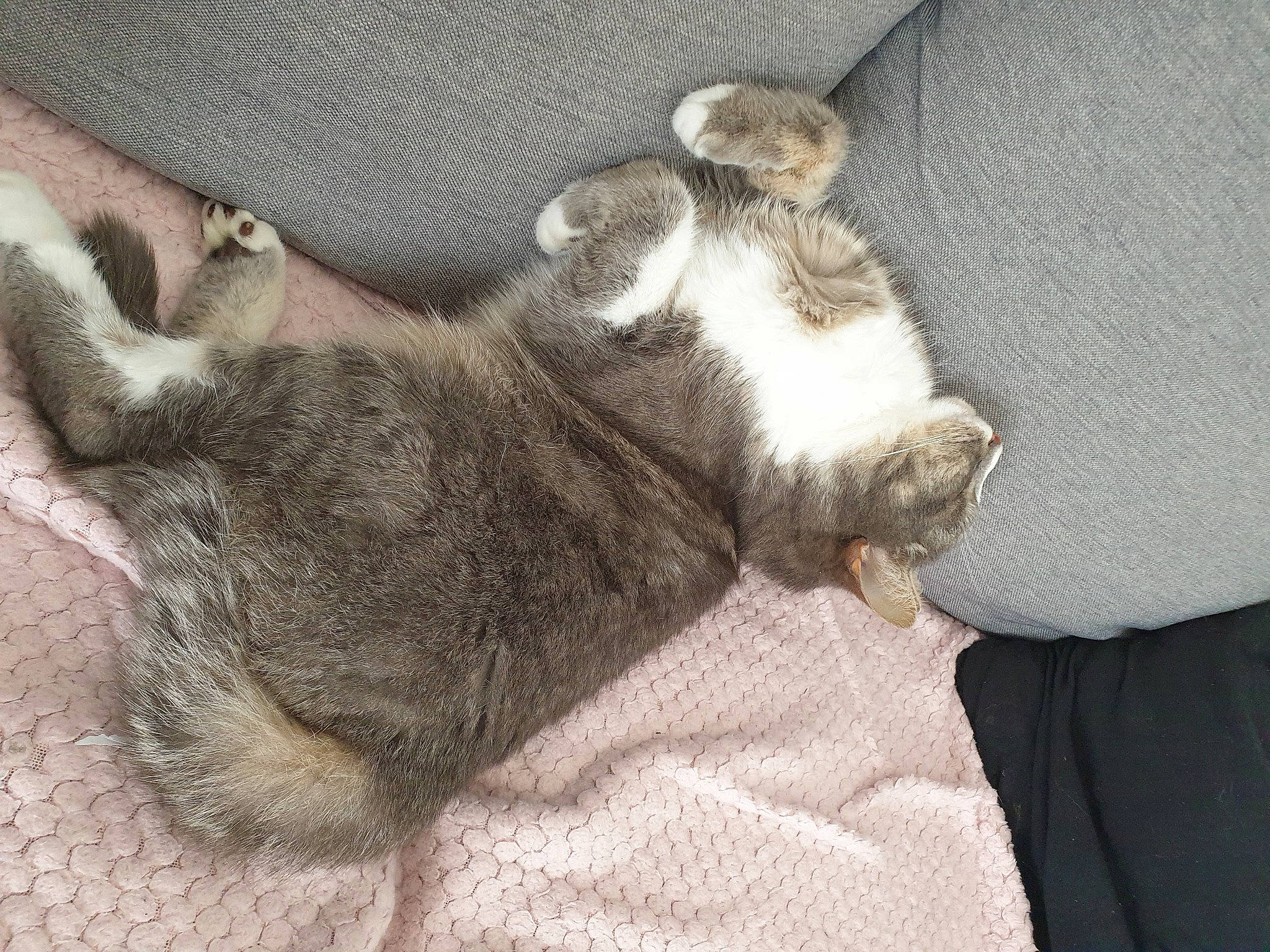 Nola a rejoint le concours — aidez-le/la à gagner de superbes lots ! carnivore, cat, claw, comfort, companion_dog, dog_breed, domestic_short_haired_cat, felidae, fur, grey, linens, nap, paw, sleep, small_to_medium_sized_cats, tail, terrestrial_animal, whiskers