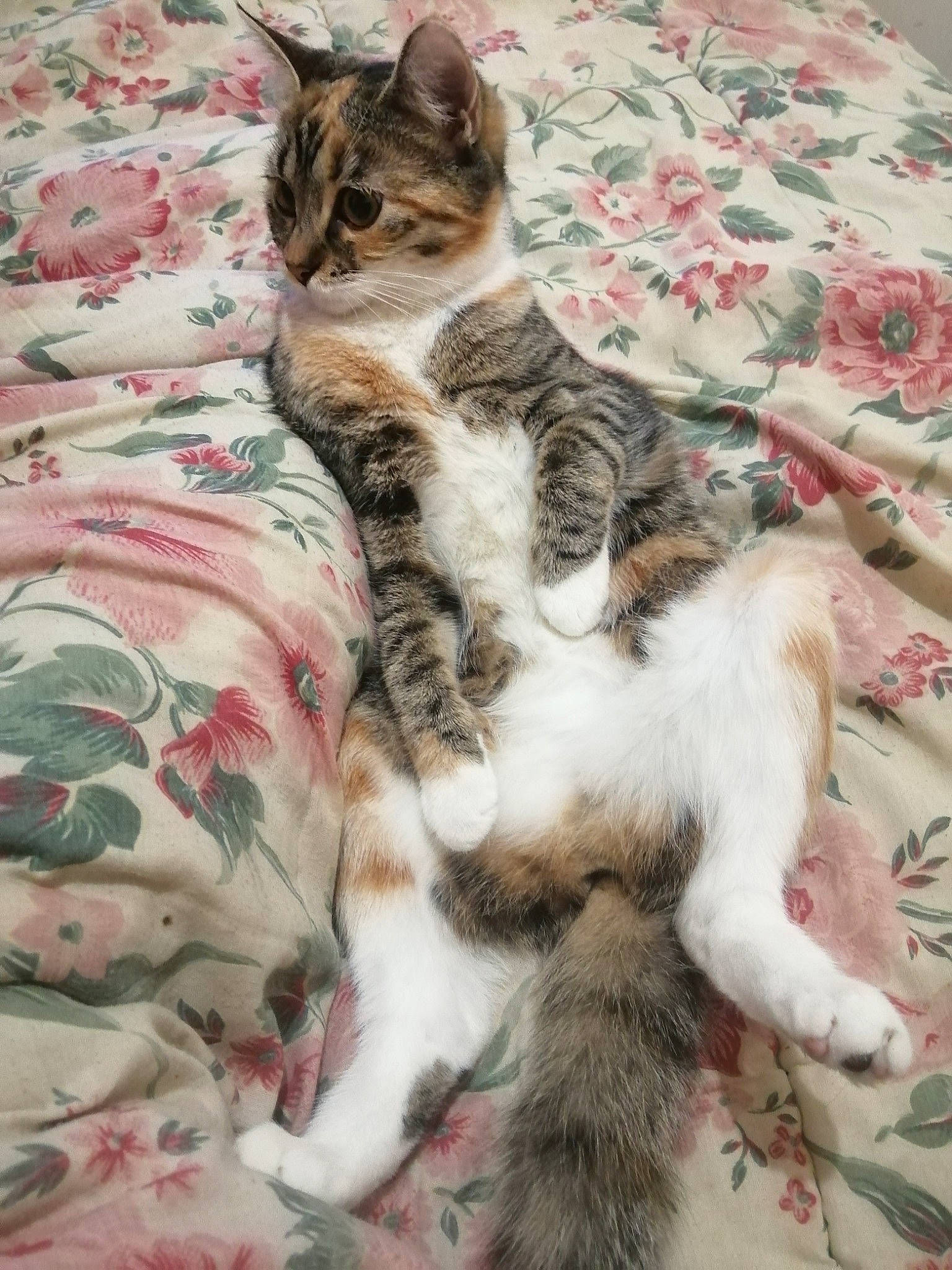 Ruby a rejoint le concours — aidez-le/la à gagner de superbes lots ! bed, bedding, carnivore, cat, claw, comfort, domestic_short_haired_cat, fawn, felidae, fur, linens, pattern, paw, small_to_medium_sized_cats, snout, tail, textile, tree, vertebrate, whiskers