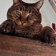 Punky a rejoint le concours — aidez-le/la à gagner de superbes lots ! cat, tabby_cat, pet, whiskers, paws, green_eyes, fur, close_up, portrait, indoor, wooden_surface, window, ceiling_molding, relaxed, curious, nose, ears, claws, feline, looking_at_camera
