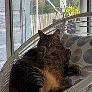Punky participe au concours pour gagner de l'argent avec cette photo : cat, tabby_cat, chair, wicker_chair, cushion, indoor, window, glass_door, plant, polka_dot, relaxed, pet, feline, animal, cozy, home, resting, fur, looking, domestic