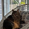 cat, tabby_cat, chair, wicker_chair, cushion, indoor, window, glass_door, plant, polka_dot, relaxed, pet, feline, animal, cozy, home, resting, fur, looking, domestic