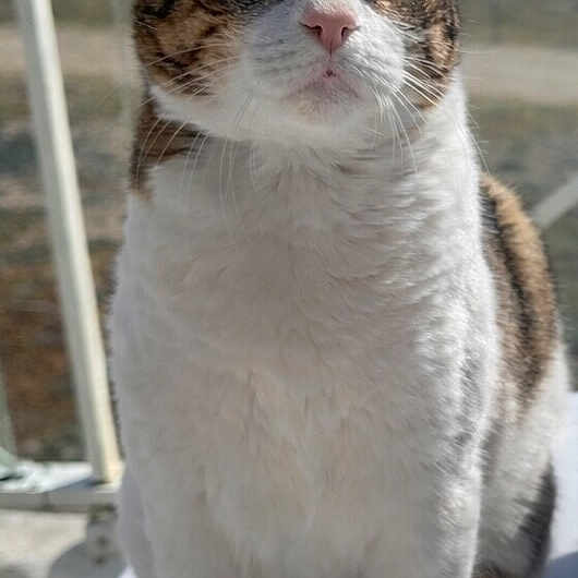 Gatto