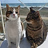 cat, tabby_cat, white_cat, animal, pet, outdoor, sunlight, sea, ocean, sky, clouds, relaxing, sitting, lounging, feline, whiskers, ears, fur, nature, daytime