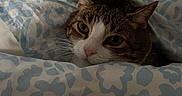 Gatto a rejoint le concours — aidez-le/la à gagner de superbes lots ! bed, blanket, cat, close_up, cozy, cute, duvet, ears, eyes, floral_pattern, fur, indoor, pet, pillow, pink_nose, portrait, resting, sleepy, tabby_cat, whiskers