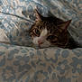 Gatto a rejoint le concours — aidez-le/la à gagner de superbes lots ! cat, tabby_cat, pet, bed, duvet, floral_pattern, blanket, cozy, portrait, close_up, whiskers, pink_nose, ears, eyes, indoor, sleepy, fur, pillow, cute, resting
