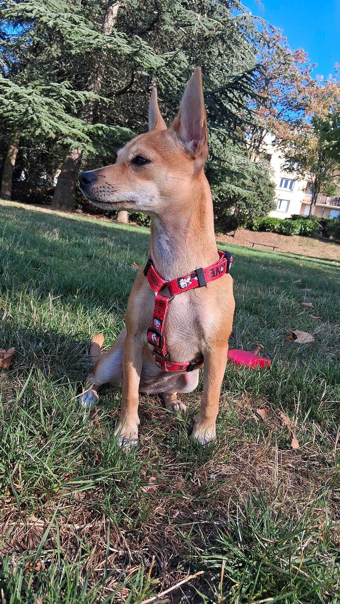Mala a rejoint le concours — aidez-le/la à gagner de superbes lots ! dog, canine, pet, grass, park, outdoor, harness, brown_dog, nature, sunlight, tree, greenery, animal, mammal, sitting, alert, ears_up, daytime, blue_sky, leash_accessory