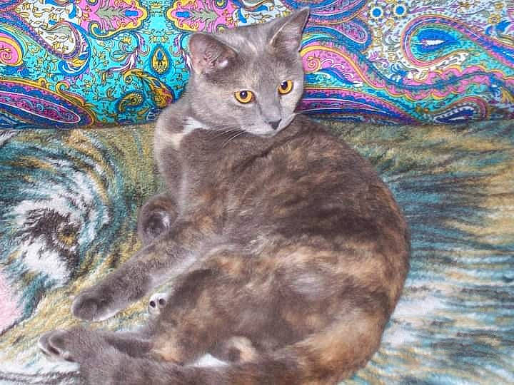 Baby is registered to the contest to win money with this photo: art, carnivore, cat, cat_bed, domestic_short_haired_cat, drawing, fawn, felidae, fur, grey, illustration, iris, paint, painting, small_to_medium_sized_cats, snout, tail, terrestrial_animal, visual_arts, whiskers