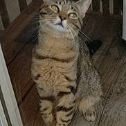 Charlotte is registered to the contest to win money with this photo: abyssinian, animal, cat, egyptiancat, hardwood, kitten, manx, pet, wood