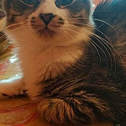 Adel a rejoint le concours — aidez-le/la à gagner de superbes lots ! animal, cat, close_up, cozy, curious, cute, domestic, ears, face, feline, fur, indoor, patterned_surface, pet, resting, tabby, table, whiskers, wide_eyes, window_light