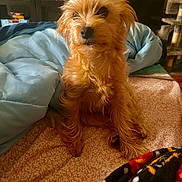 Harley is registered to the contest to win money with this photo: animal, bed, blanket, brown_fur, comfort, cozy, curious, cute, dog, domestic, fluffy, fur, furniture, indoor, living_room, pet, relaxed, resting, small_dog, soft_lighting