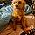 Harley