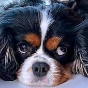 Theo joined the competition — help win amazing prizes! dog, canine, portrait, close_up, face, nose, eyes, fur, tricolor, cavalier_king_charles_spaniel, spaniel, pet, domestic_animal, whiskers, floppy_ears, adorable, sleepy, macro, muzzle, groomed
