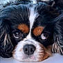 dog, canine, portrait, close_up, face, nose, eyes, fur, tricolor, cavalier_king_charles_spaniel, spaniel, pet, domestic_animal, whiskers, floppy_ears, adorable, sleepy, macro, muzzle, groomed