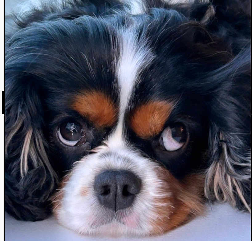 Theo joined the competition — help win amazing prizes! dog, canine, portrait, close_up, face, nose, eyes, fur, tricolor, cavalier_king_charles_spaniel, spaniel, pet, domestic_animal, whiskers, floppy_ears, adorable, sleepy, macro, muzzle, groomed