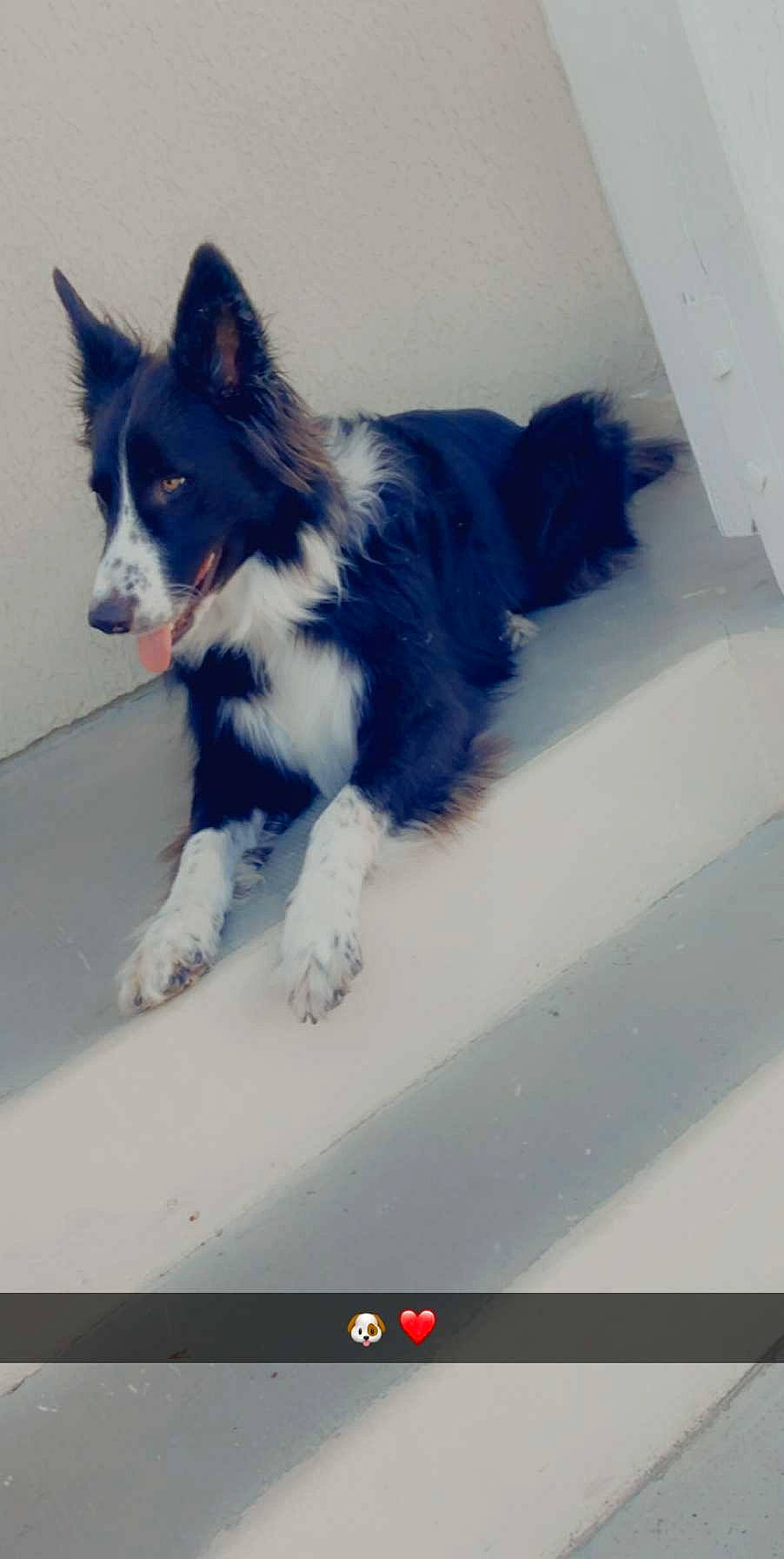 Mambo participe au concours pour gagner de l'argent avec cette photo : border_collie, canidae, carnivore, dog, dog_breed, fur, mammal, snout, working_dog