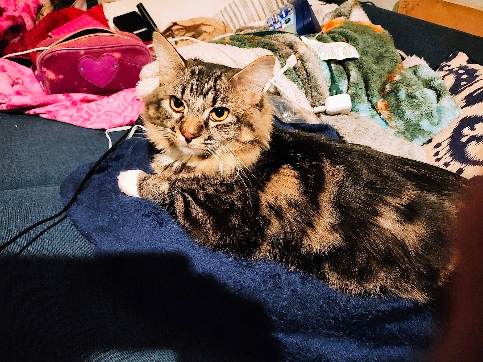 Jocelyn is registered to the contest to win money with this photo: bag, carnivore, cat, claw, comfort, domestic_short_haired_cat, felidae, fur, luggage_and_bags, paw, plant, sitting, small_to_medium_sized_cats, snout, tail, terrestrial_animal, tree, whiskers