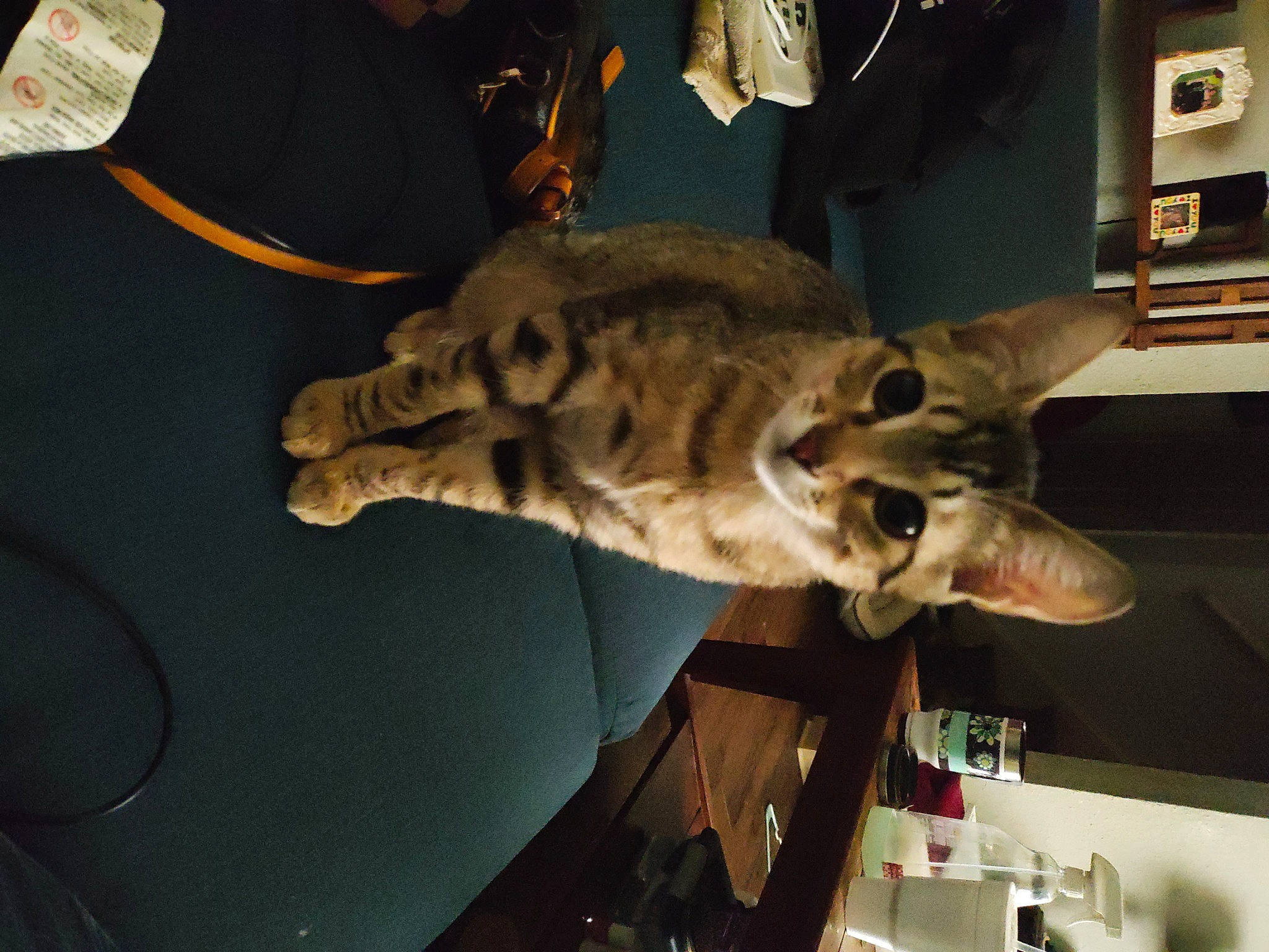 Faith joined the competition — help win amazing prizes! big_cats, carnivore, cat, domestic_short_haired_cat, felidae, fur, jaw, military_camouflage, room, small_to_medium_sized_cats, snout, tail, terrestrial_animal, whiskers