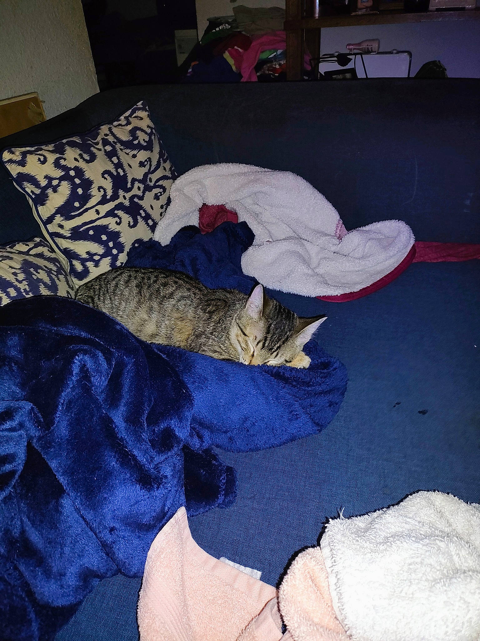 Faith joined the competition — help win amazing prizes! art, bed_sheet, bedding, carpet, comfort, couch, electric_blue, felidae, floor, flooring, hardwood, human_leg, linens, living_room, pattern, room, tail, textile, tints_and_shades, wood