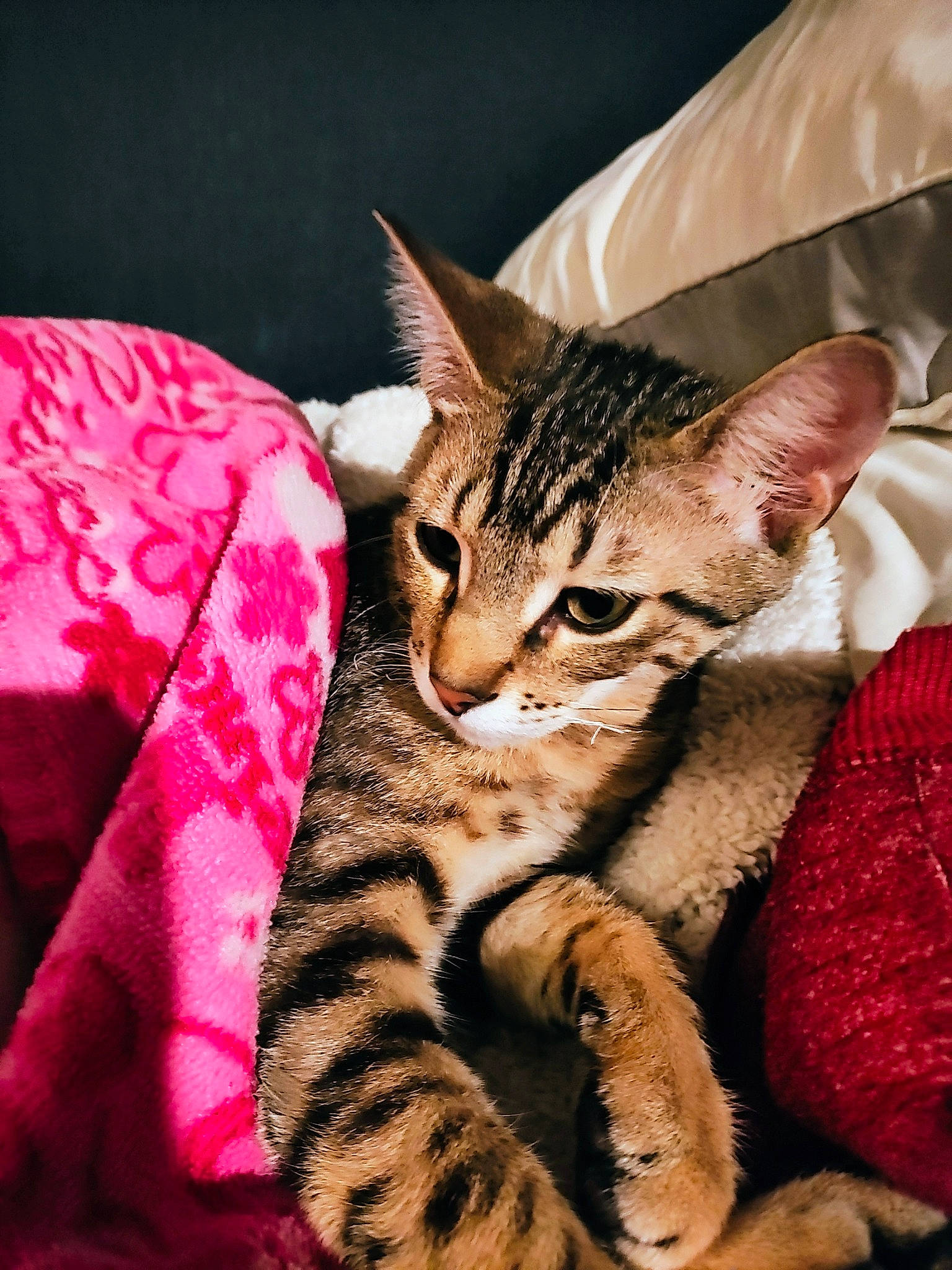 Faith is registered to the contest to win money with this photo: carnivore, cat, claw, comfort, domestic_short_haired_cat, felidae, foot, fur, paw, sitting, small_to_medium_sized_cats, snout, terrestrial_animal, whiskers, wildlife