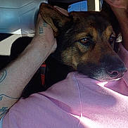 Toby joined the competition — help win amazing prizes! arm, canine, car_interior, close_up, collar, companion, cuddle, dog, ear, eyes, human, leash, muzzle, pet, pink_shirt, portrait, seat, sunlight, tattoo, window